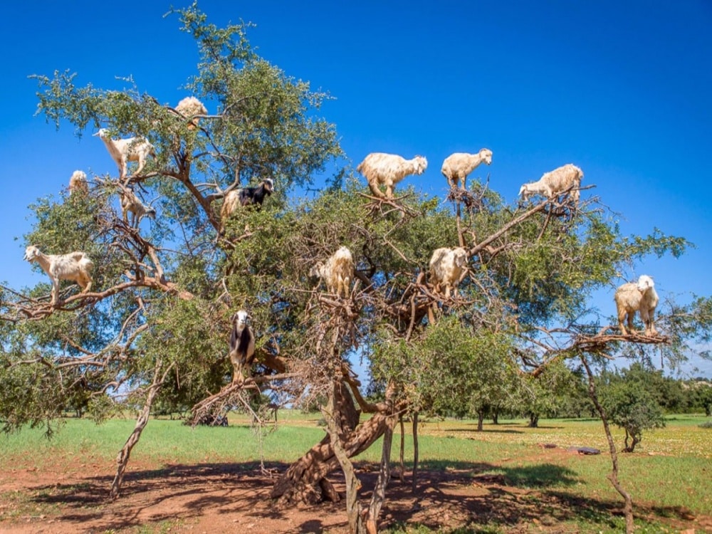 275055-R3L8T8D-1000-in-morocco-goats-climb-up-argan-trees-in-order-to-eat-their-fruit-the-site-is-not-uncommon-to-locals-but-travelers-are-often-shocked-to-see-the-bizarre-phenomenon