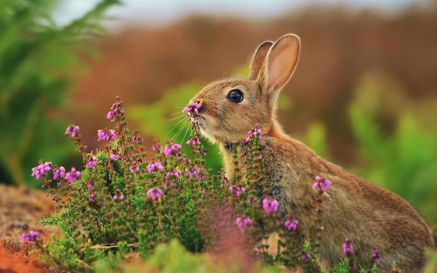 animals-smelling-flowers-101__880