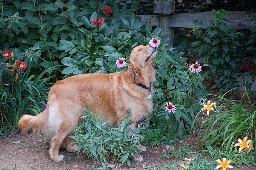 animals-smelling-flowers-371__880