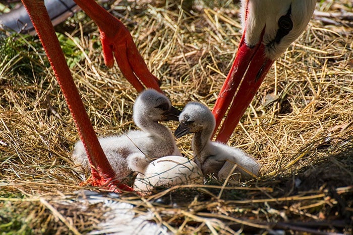 cute-bird-parents-241__700