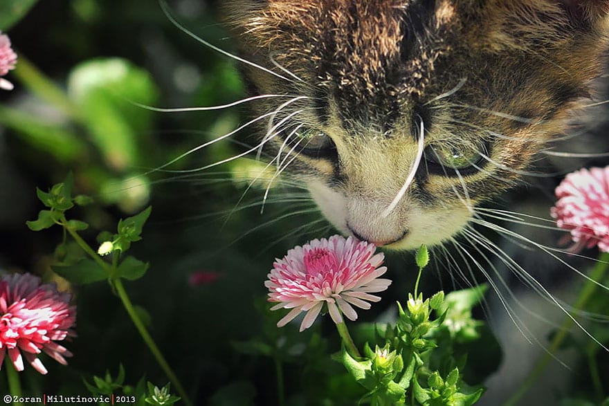 animals-smelling-flowers-39__880