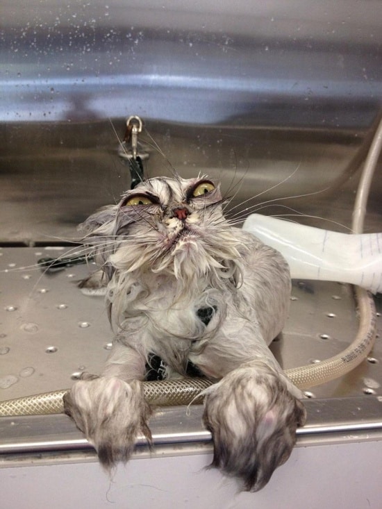 3497705-R3L8T8D-550-funny-wet-cats-8