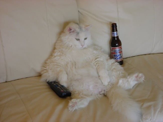 14682060-R3L8T8D-650-fat-cat-with-remote-and-beer-sit-on-sofa