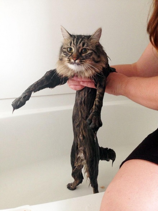 3497305-R3L8T8D-550-funny-wet-cats-9-2