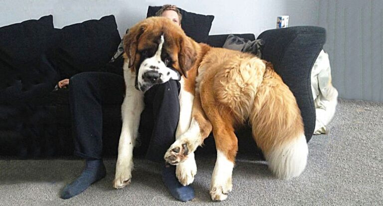 20 εντελώς αξιολάτρευτοι σκύλοι που δεν έχουν συνειδητοποιήσει το μέγεθος τους!