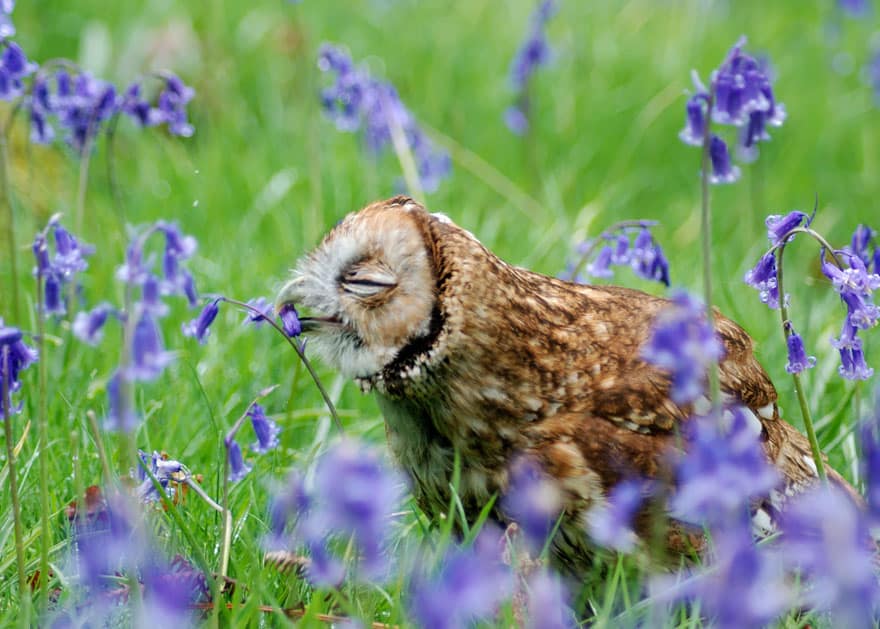 animals-smelling-flowers-26__880