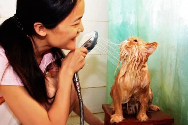 3497555-R3L8T8D-650-funny-wet-cats-6