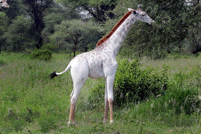 white-giraffe-leucism-albino-rare-animals-omo-tanzania-12