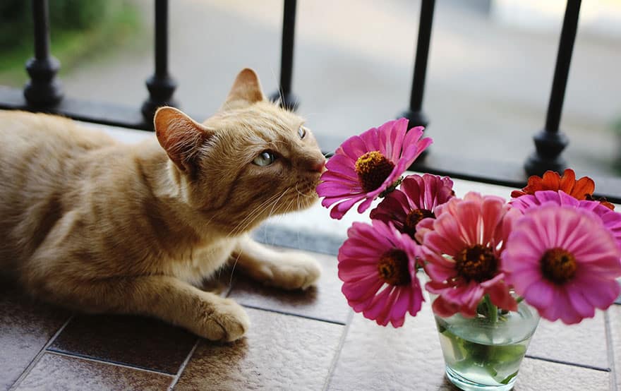 animals-smelling-flowers-271__880