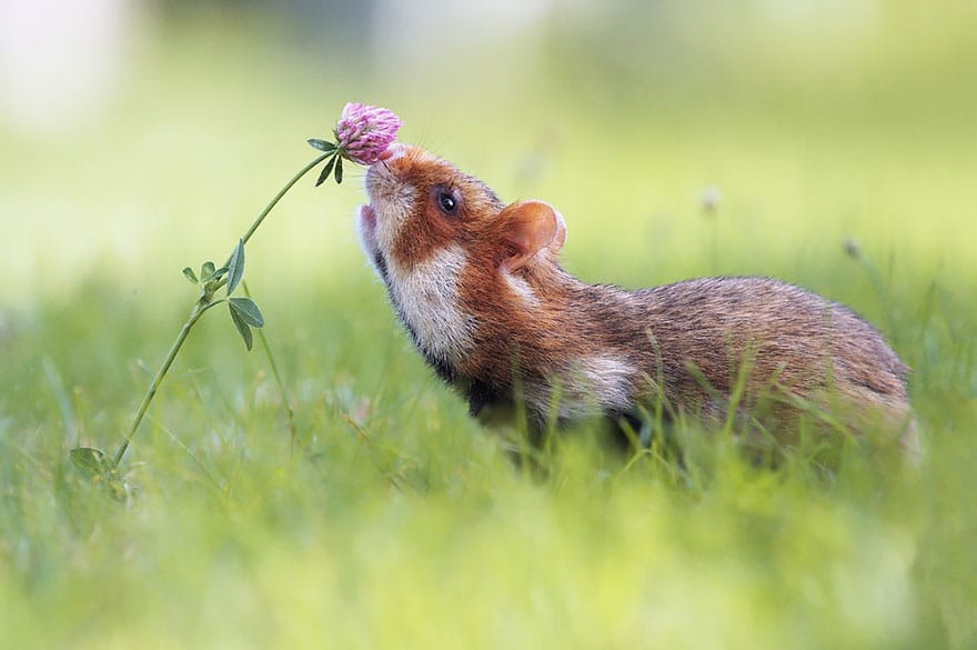 animals-smelling-flowers-191__880