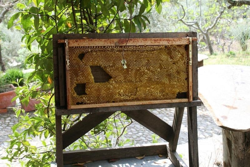 bee-museum-poyales-del-hoyo-1[2]