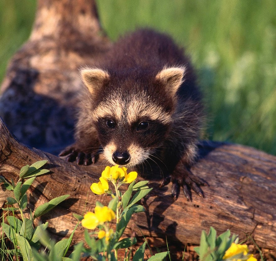 animals-smelling-flowers-441__880