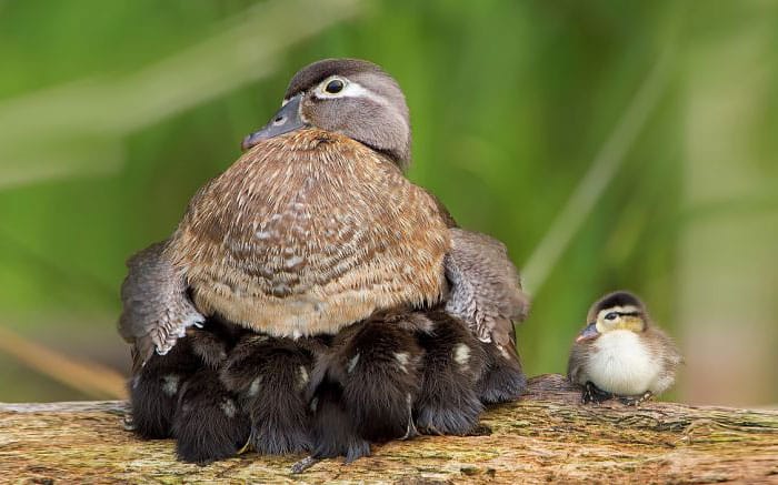 cute-bird-parents-34__700