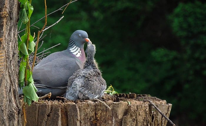 cute-bird-parents-281__700