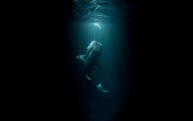 320605-R3L8T8D-650-Fantasy_Whale_Black_Fish_Underwater_Ocean_153826_2560x1600