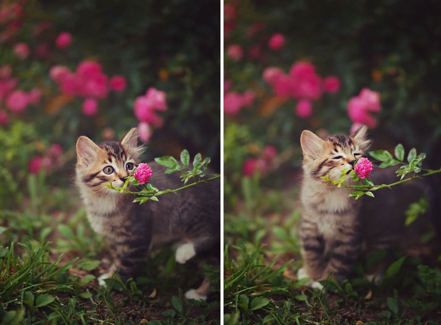 animals-smelling-flowers-28__880