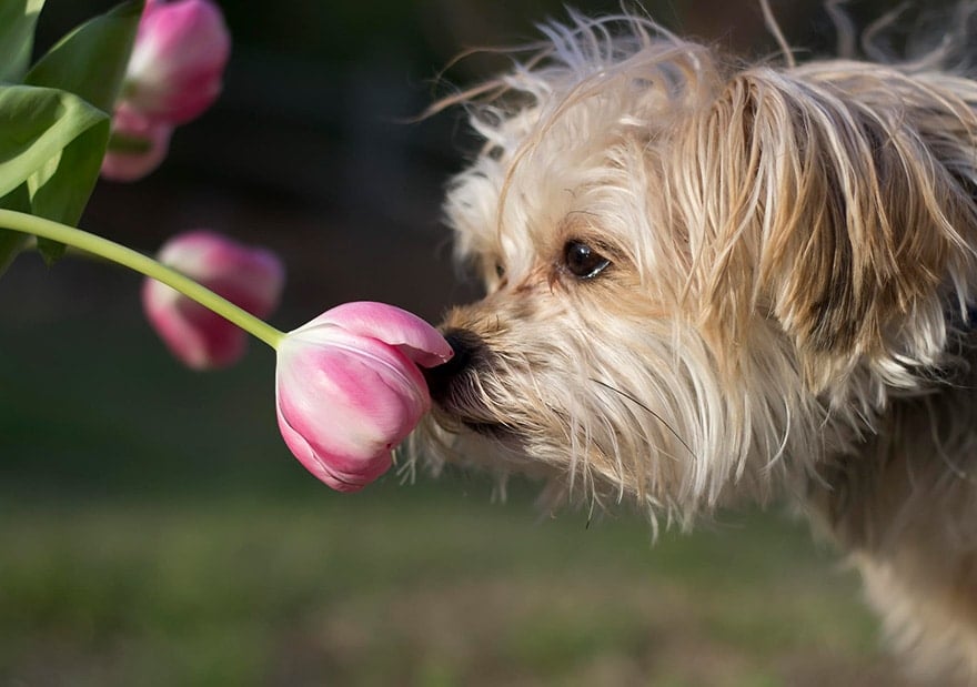animals-smelling-flowers-341__880