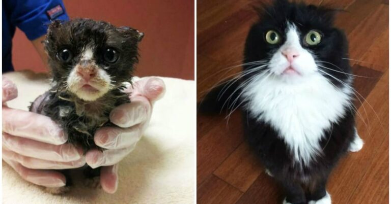 14 γάτες πριν και μετά την υιοθεσία