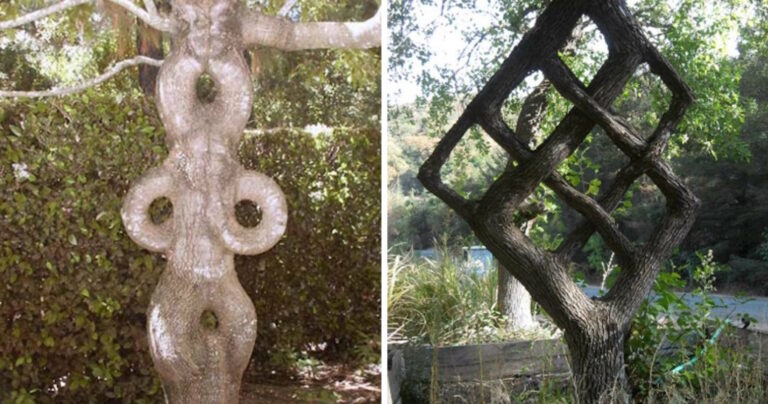 Αυτή είναι η μεγαλύτερη συλλογή από “λυγισμένα” δέντρα