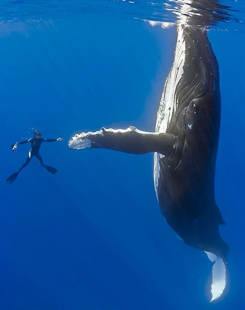 10934960-R3L8T8D-800-Whale-High-Five-Reserved-Wonder-Nature-Beauty-Life