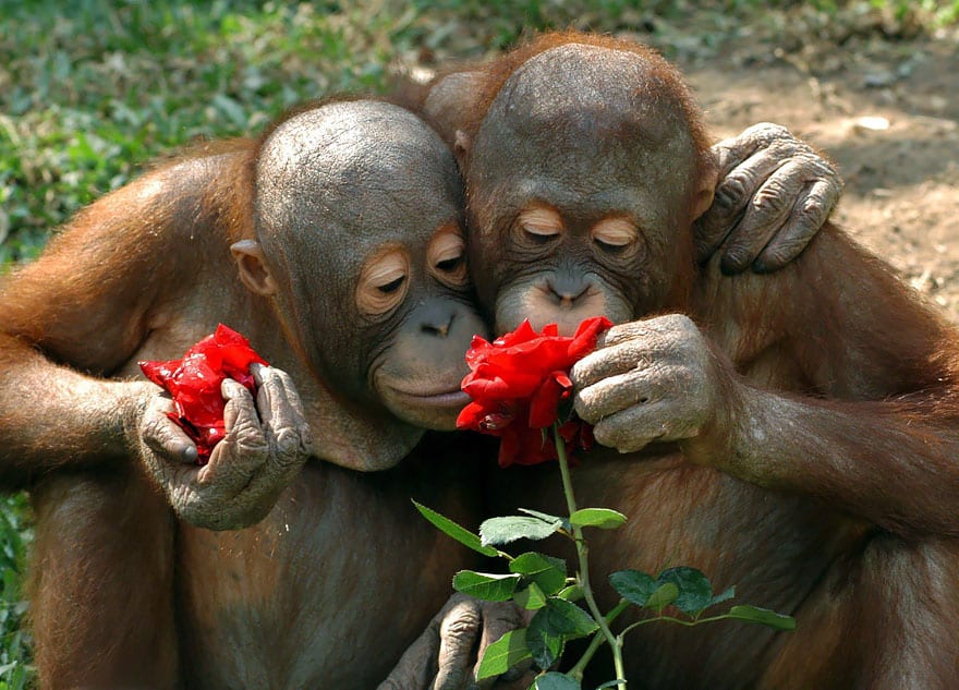 animals-smelling-flowers-37__880