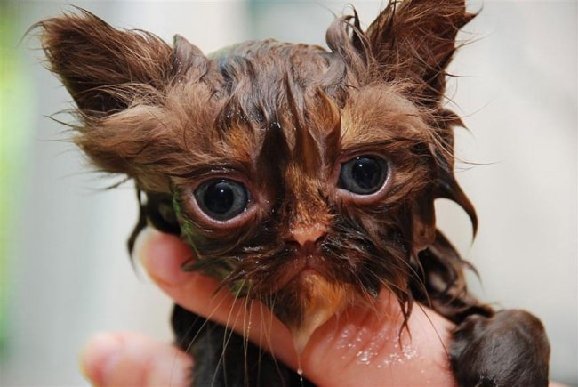 3497455-R3L8T8D-650-funny-wet-cats-15