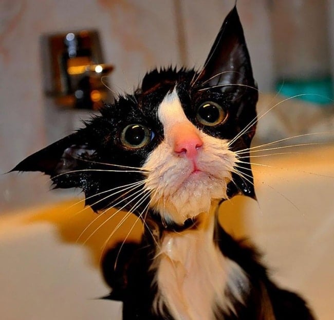 3497055-R3L8T8D-650-funny-wet-cats-1