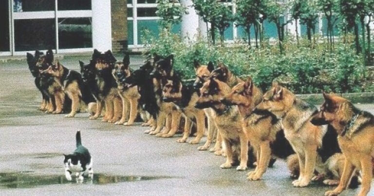 Γιατί η πειθαρχία είναι πιο σημαντική από το κίνητρο;