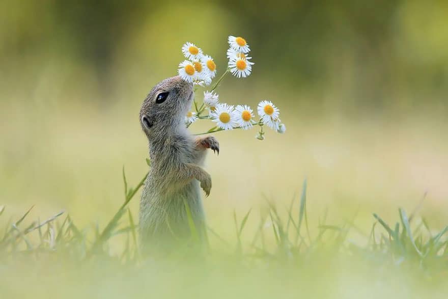 animals-smelling-flowers-34__880