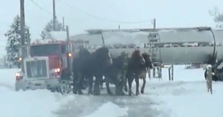 Μια ομάδα από 4 άλογα τραβάει ένα φορτηγό που είχε κολλήσει στον πάγο.