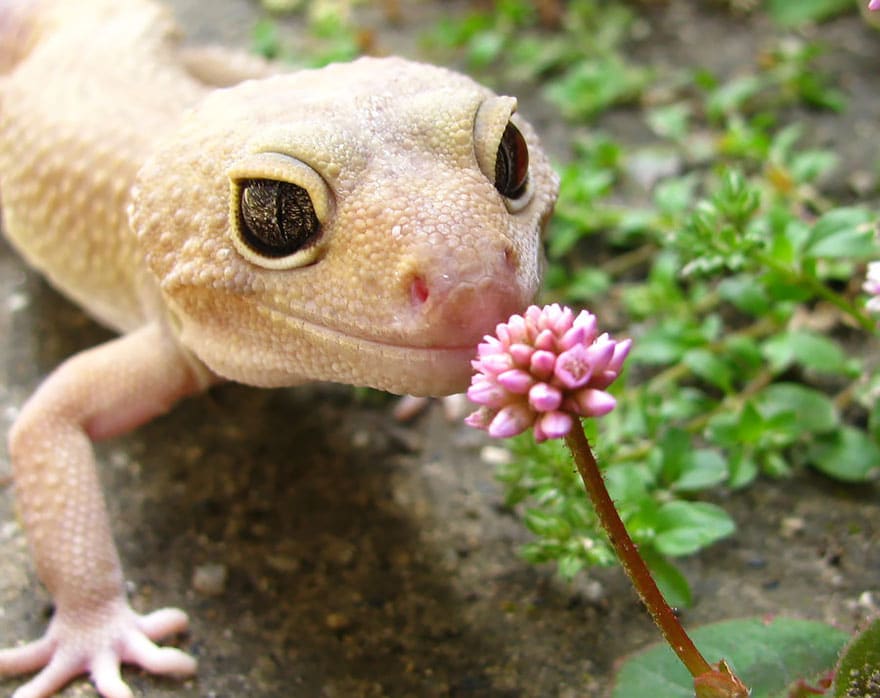 animals-smelling-flowers-38__880