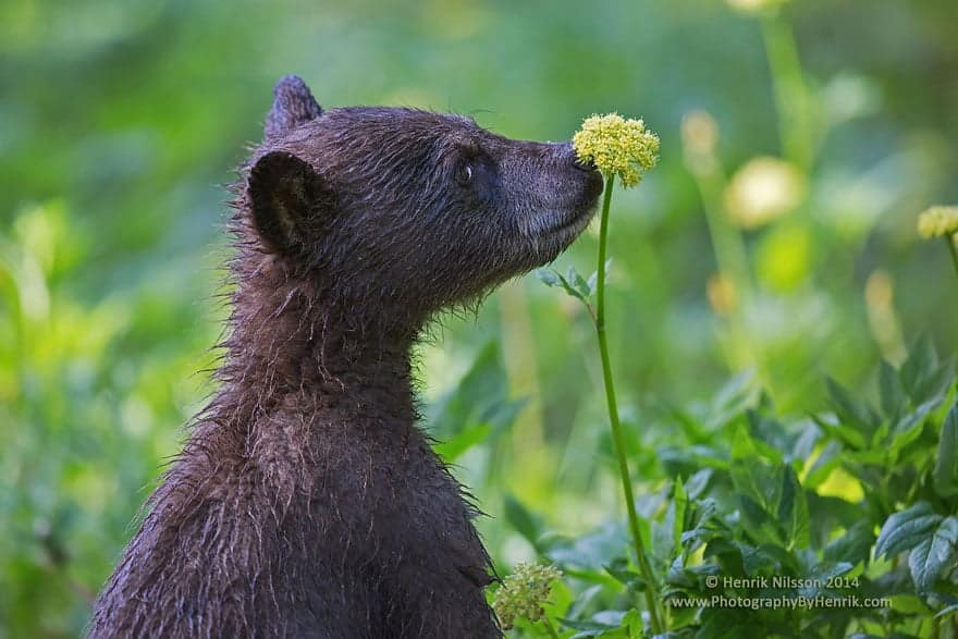 animals-smelling-flowers-29__880