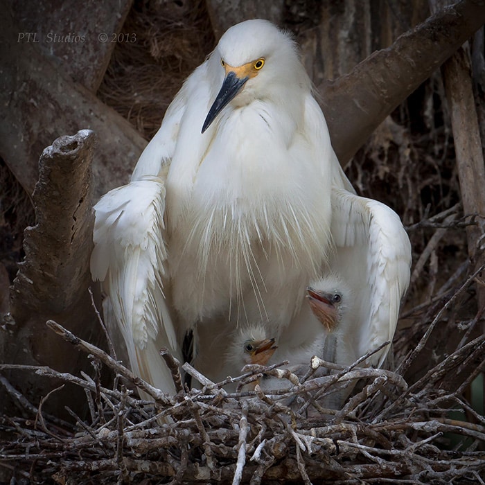 cute-bird-parents-311__700