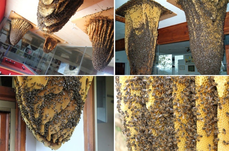 bee-museum-poyales-del-hoyo[3]