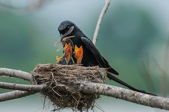 cute-bird-parents-231__700