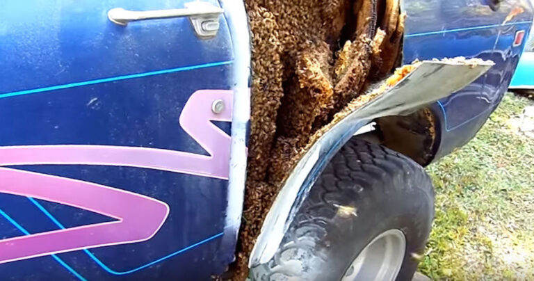 Αυτός ο άνδρας βρήκε μια τεράστια κυψέλη μέσα στο αυτοκίνητό του