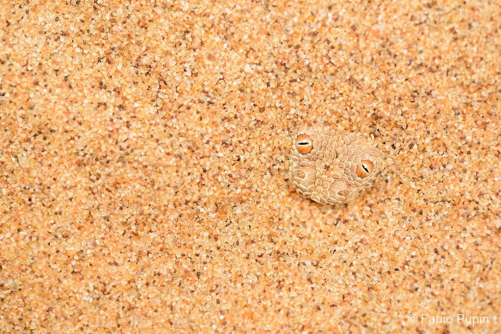 20 απίστευτες φωτογραφίες που δείχνουν την απέραντη ομορφιά της φύσης 42 5760660-1000-1452780181-665