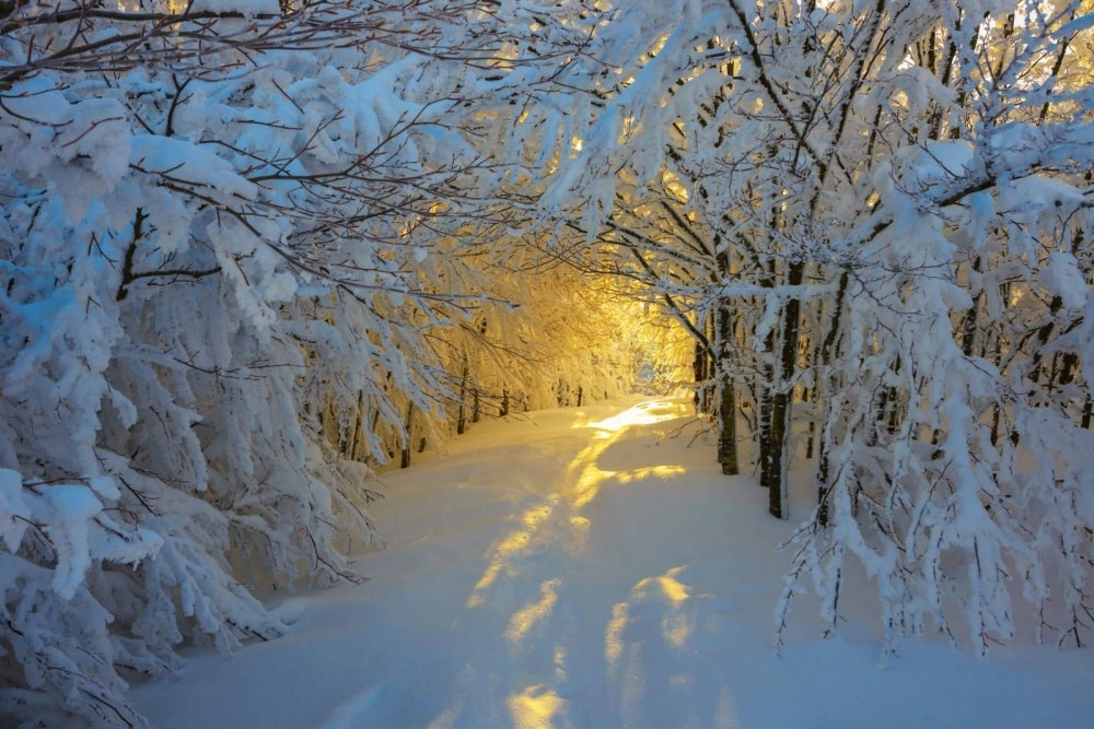 5151860-1000-1450083860-sunrise-in-the-snowy-woods