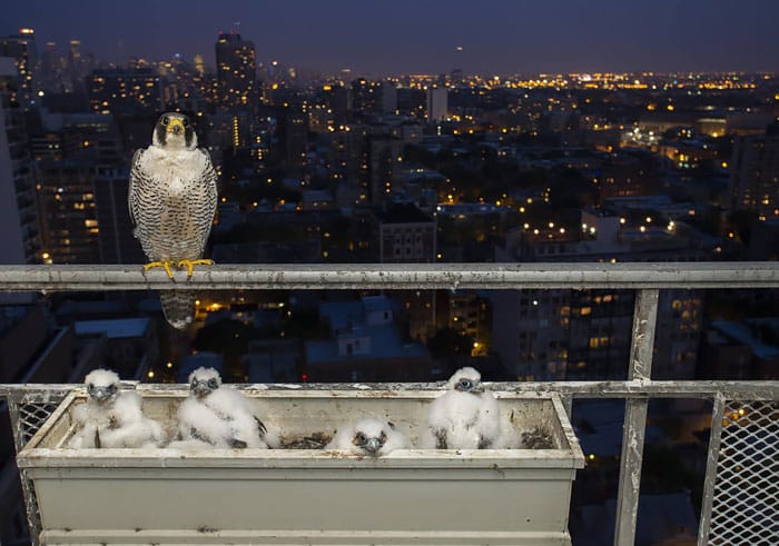 cute-bird-parents-28__700