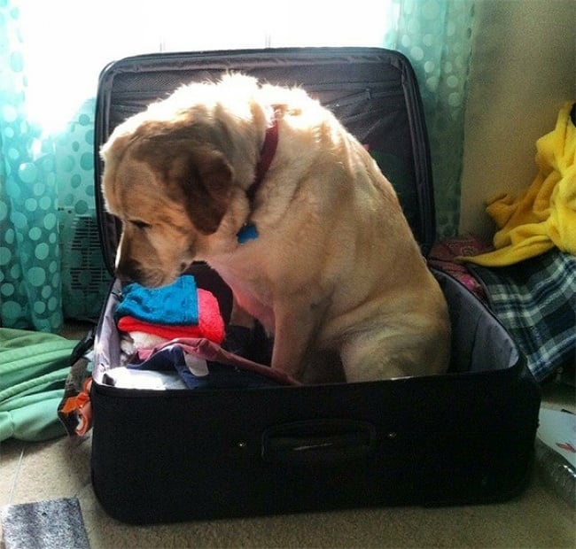 314955-650-1451660321-dog-in-suitcase