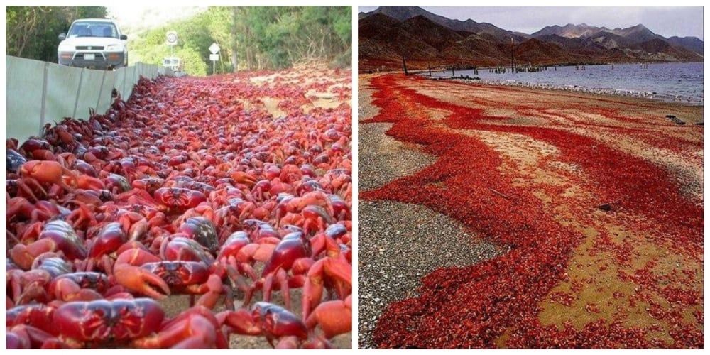15 φωτογραφίες από την άγρια φύση που θα σας κόψουν την ανάσα 8 274905-R3L8T8D-1000-collage
