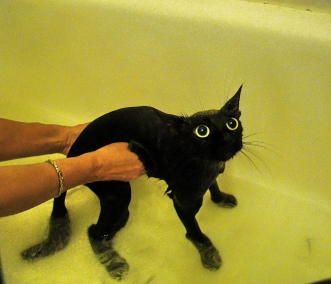 3500805-R3L8T8D-650-funny-wet-cats-14