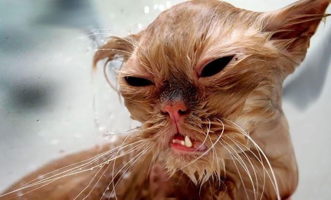 3497755-R3L8T8D-650-funny-wet-cats-24