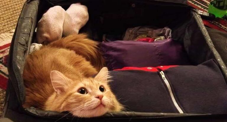 20 αξιολάτρευτα κατοικίδια που δεν αφήνουν τους ιδιοκτήτες τους να φύγουν ταξίδι χωρίς αυτά!