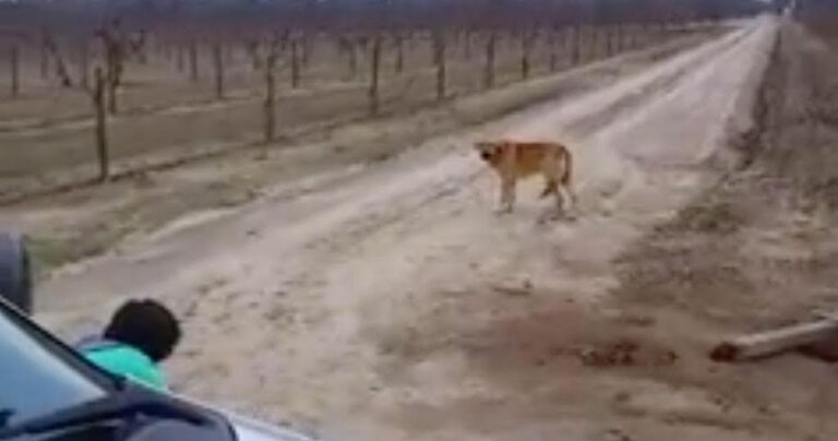 Διασώστρια γράφει γράμμα στον άνθρωπο που εγκατέλειψε τον σκύλο του και αυτό γίνεται κατευθείαν viral.