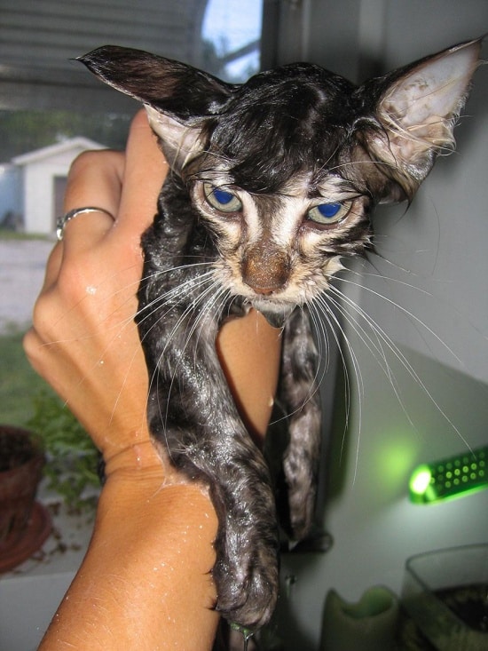3497505-R3L8T8D-550-funny-wet-cats-12
