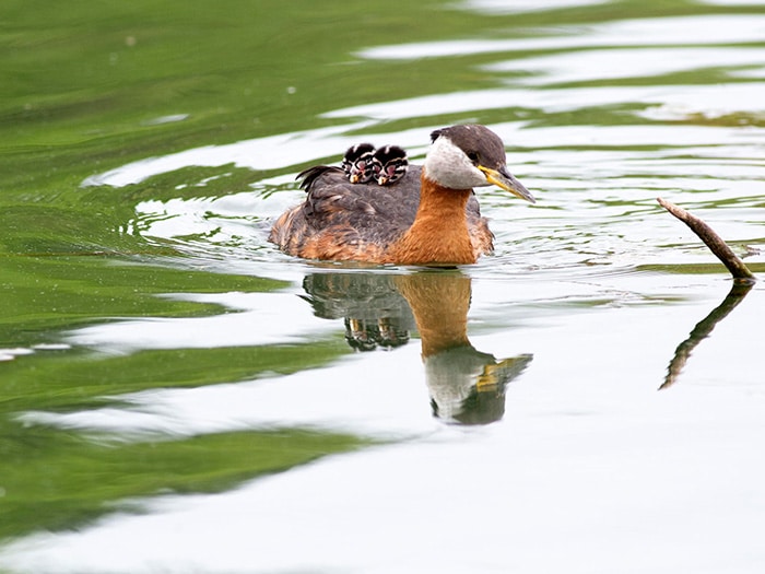 cute-bird-parents-251__700