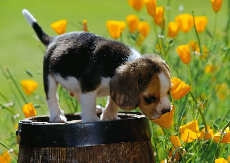 animals-smelling-flowers-33__880