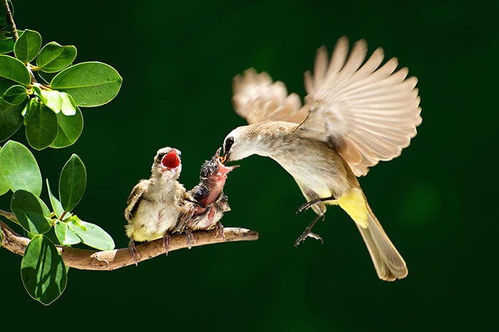 cute-bird-parents-291__700