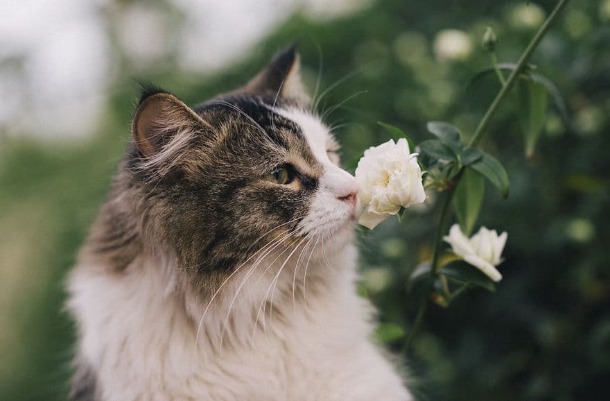 cat-smelling-flowers-8__880